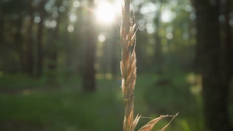 macro shot of a dry grass stalk with sun flare in a blurred forest background