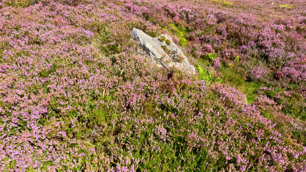 A bird glides above a vibrant heather field on a hillside trail, captured in bright daylight with a smooth aerial camera movement and wide perspective