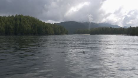 Likely-a-sick-and-weak-resident-killer-whale-female-swimming-surfacing-weirdly-around-Vancouver-Island,-Canada