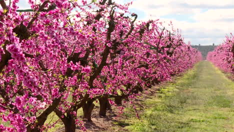 pink blossom peach orchard