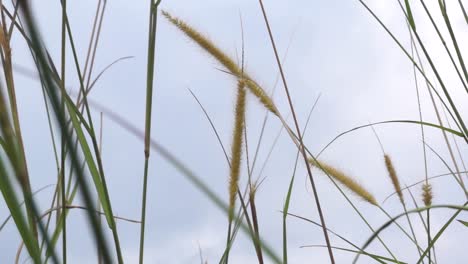 green grass in the wind, low angle