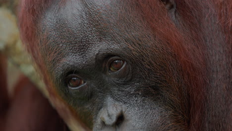 close-up of an orangutan's face