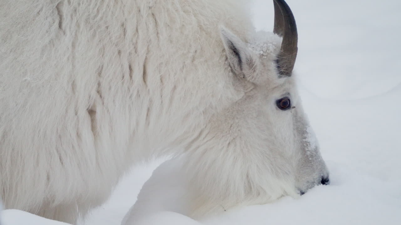 Mountain Goat Grazing On Snowy Landscape In Yukon, Canada - Close Up