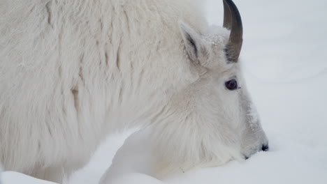 mountain goat grazing on snowy landscape in yukon, canada - close up