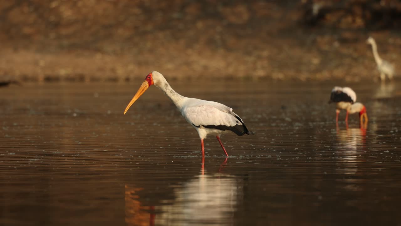 Beautiful, tranquil scene of a yellow-billed stork standing in the water looking for fish while another stork is walking through the water in the background during sunset, Mana Pools, Zimbabwe