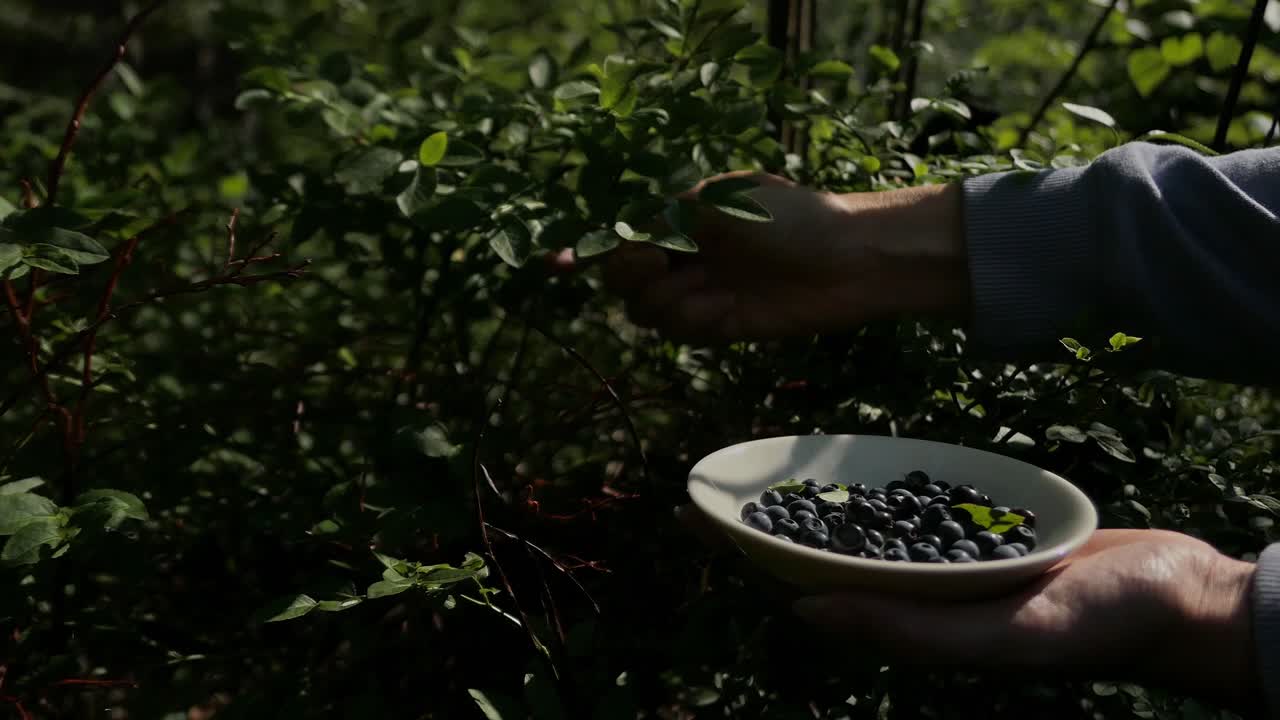 숲 에서 블로베리 를 손 으로 채취 하고 작은 그 ⁇  에 베리 를 넣는 것