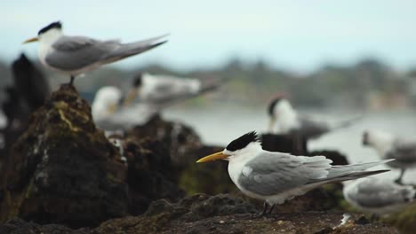 Close-up-shot-of-lesser-crested-terns-perched-on-rocky-shore-in-Coogee-beach,-Perth,-Australia-on-a-cloudy-day