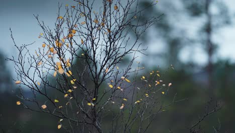 close-up shot of a bare tree, showcasing the last yellow leaves fluttering in the soft autumn wind