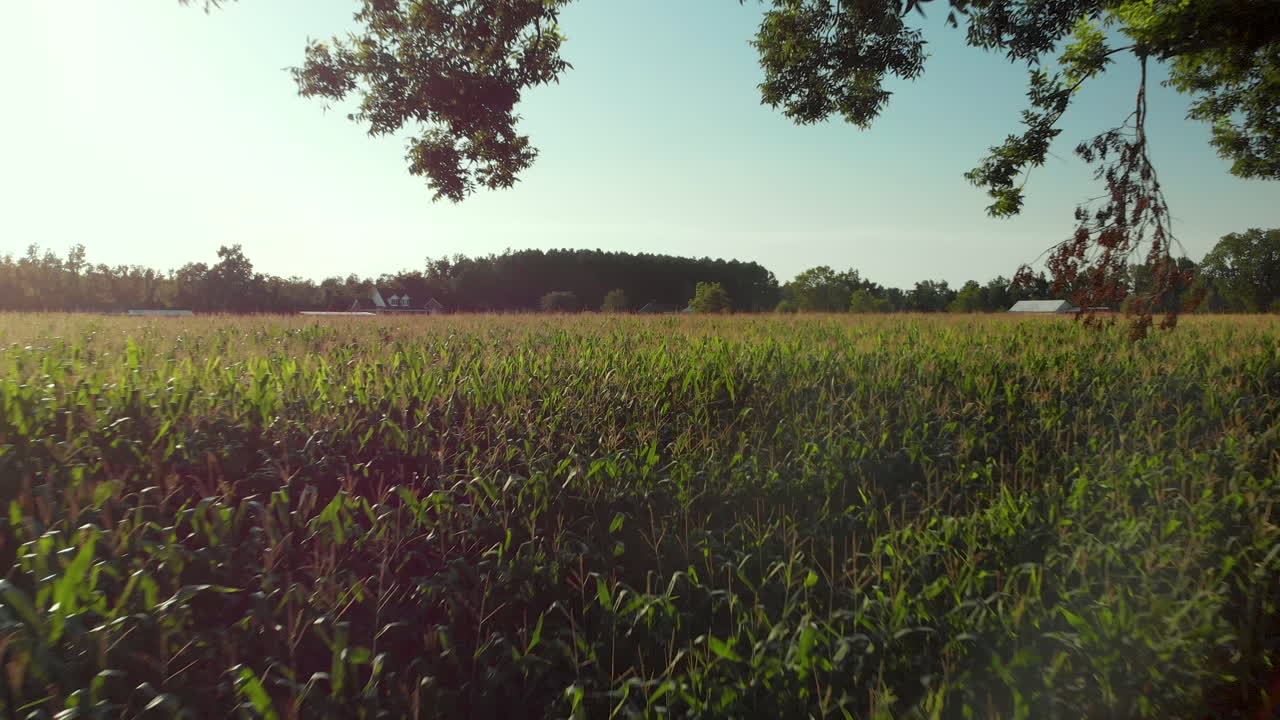 Ripresa aerea all'indietro sopra un campo di mais, verso una radura, passando attraverso un albero.