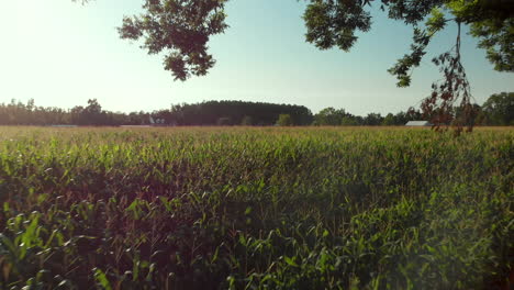 Aerial-flight-backwards-over-corn-field-into-clearing-through-tree