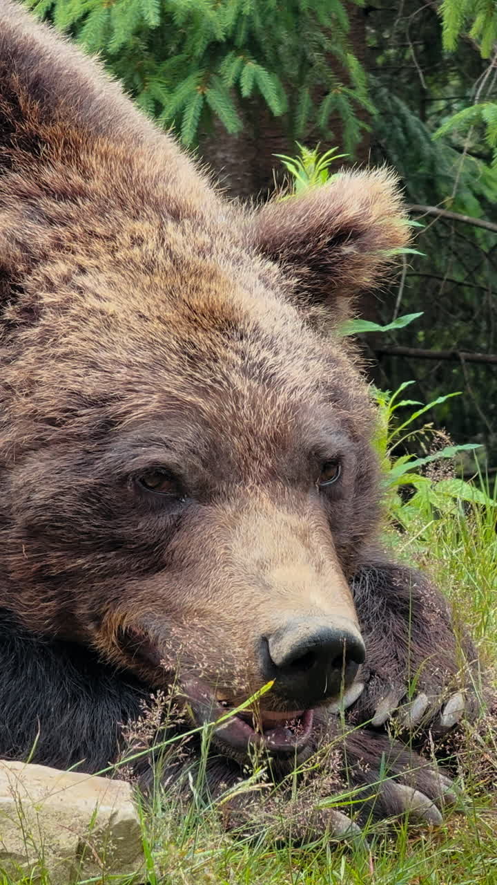 Un ritratto ravvicinato di un grande orso bruno sdraiato nell'erba verde e lussureggiante e nel fogliame, con pini.