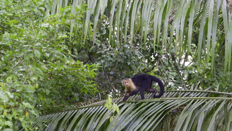 panamanian white-faced capuchin young, walking over a branch with a fruit in his hand, and looking at camera, slowmotion