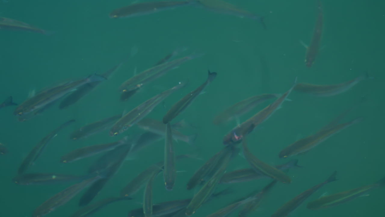Group of fish swimming gracefully in crystal clear turquoise water