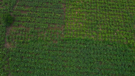 En-Esta-Toma-De-Dron-Se-Ve-Una-Enorme-Granja-De-Bananos-Llena-De-Plantas-De-Banano.