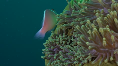 pink skunk anemone fish swimming in green sea anemone, close up shot