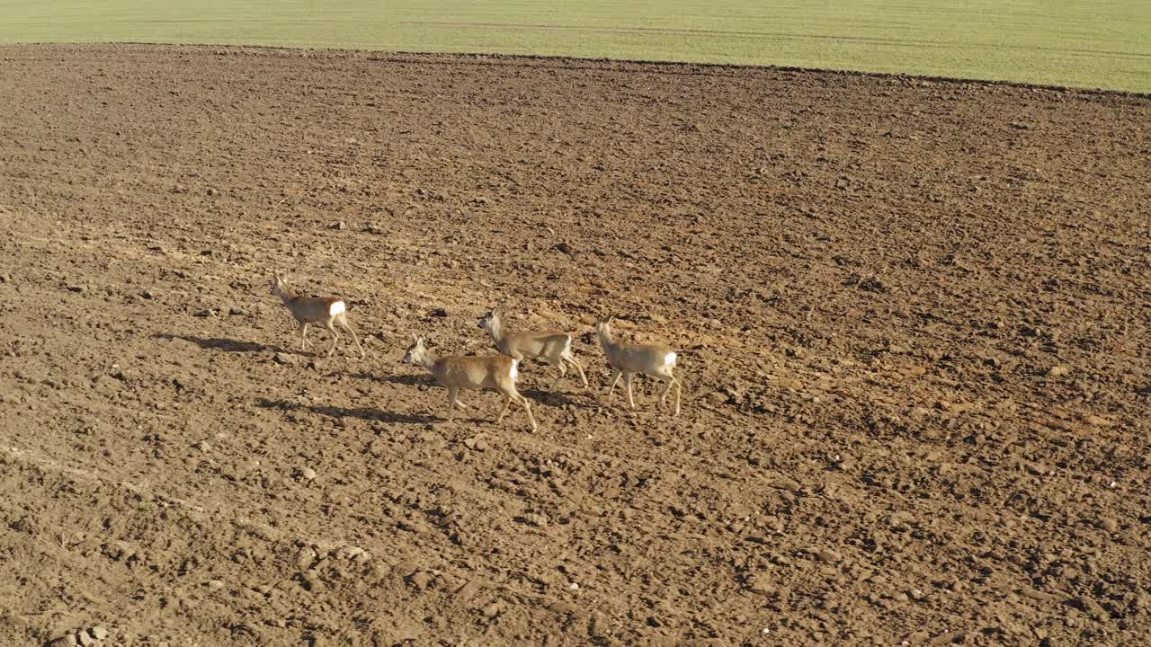 corzo caminando en el campo agrícola
