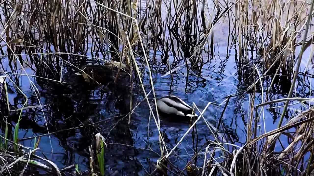 Ente, See, Berlin Wedding Deutschland, HD