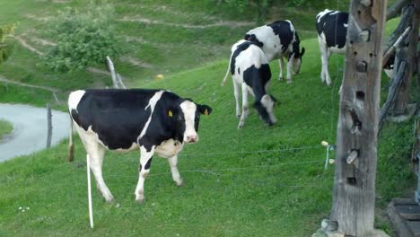 black and white cows grazing green grass beside a vintage lumber stable with plastic water reservoir