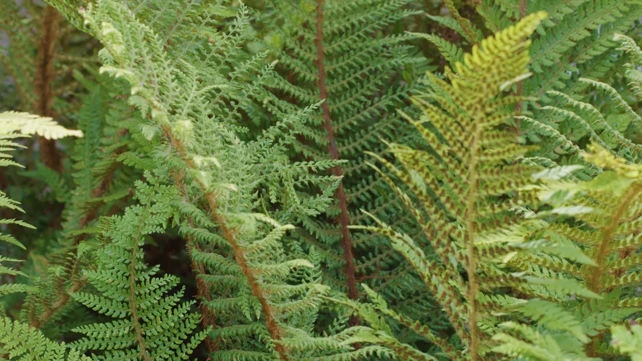 Bracken fern fronds move in breeze, lush green woodland, natural daylight, static camera view