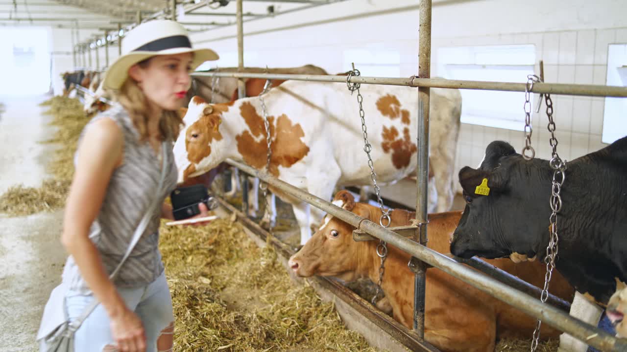 Mucche al pascolo in una grande fattoria di bovini. Allevamento di mucche in stabulazione libera.