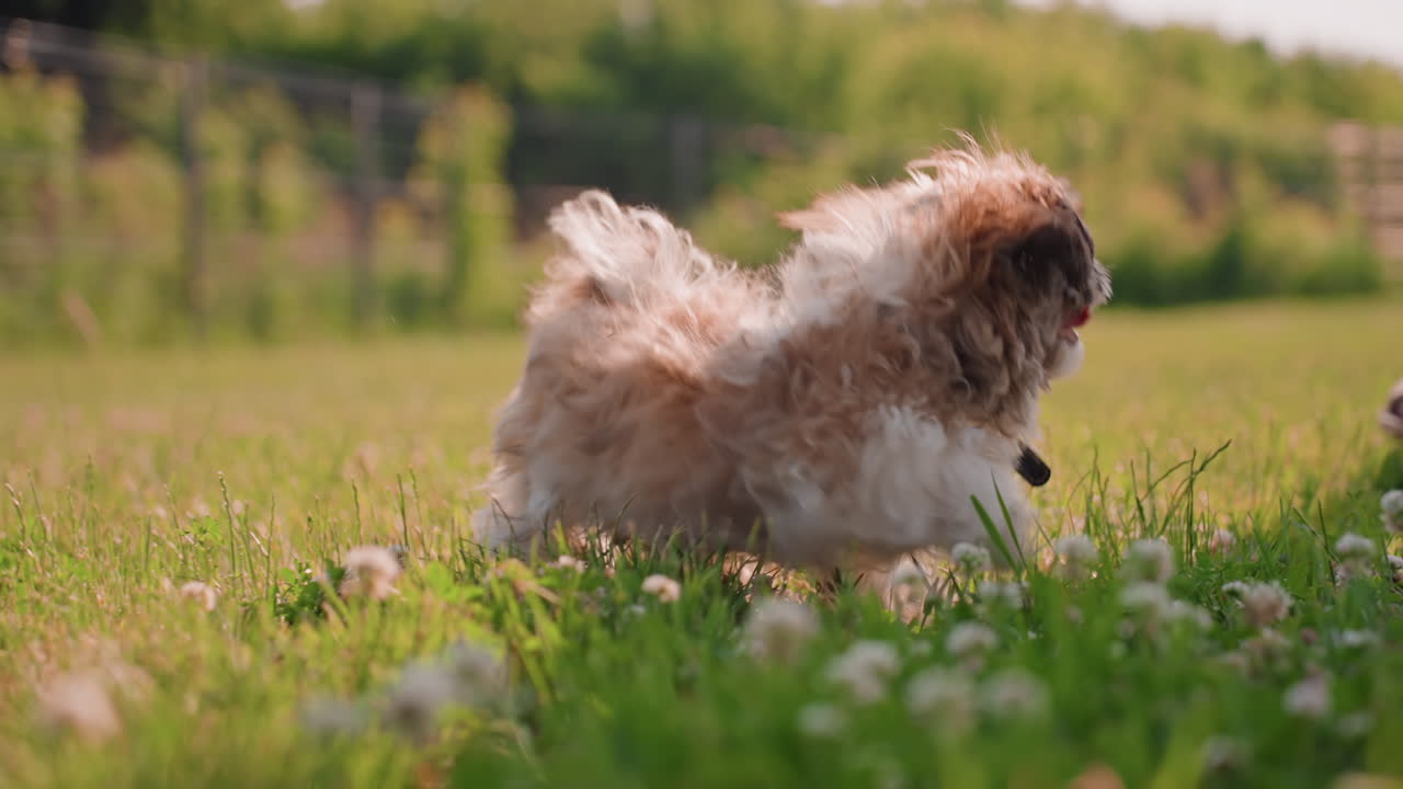 Joyful Puppy Chase, Lively Puppy Plays Happily Among Green Grass And Blooming Clover, Cheerful Young Dog Dashes Around In Peaceful Rural Landscape Filled With Sunlight And Lush Vegetation
