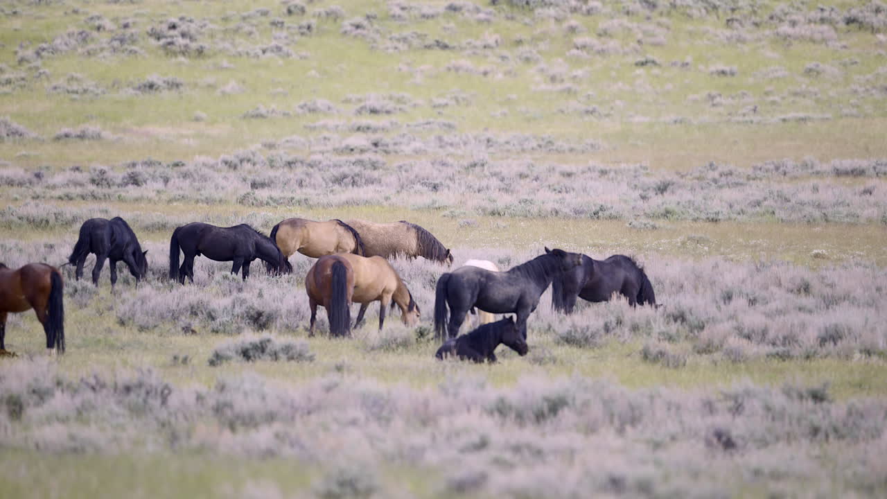 los mustangs llamados caballos salvajes rebaño, semental olor y flaming en la pradera de wyoming