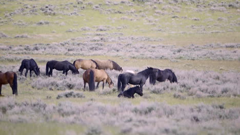 Mustangs,-Sogenannte-Wildpferde,-Herde,-Hengst-Riechen-Und-Flämmen-Auf-Der-Prärie-Von-Wyoming