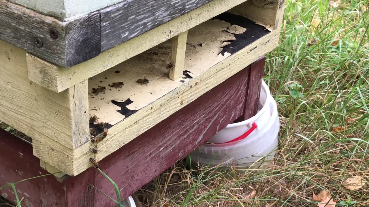 abejas caminando y volando fuera de la colmena