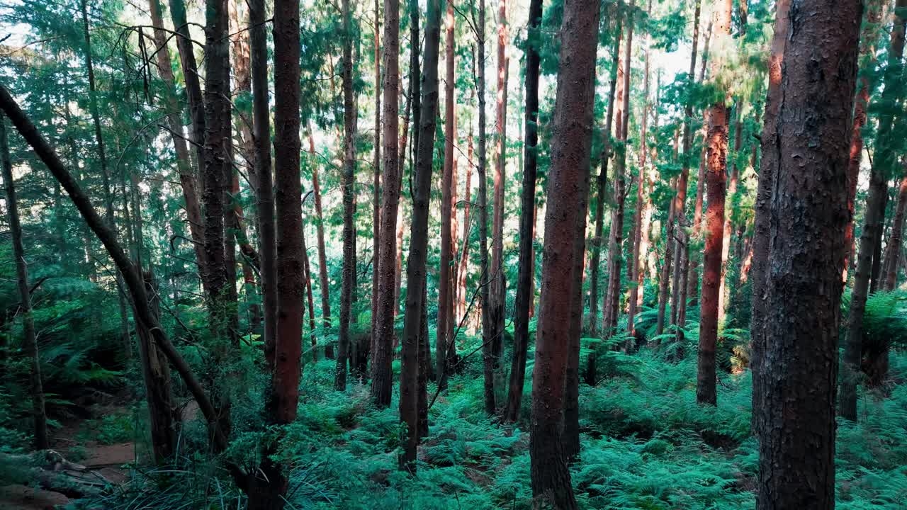 Oplev roen i Woolrich Forest Park i Melbourne. Høje træer badet i blidt sollys skaber en fredfyldt og rolig atmosfære i dette fængslende naturlandskab.