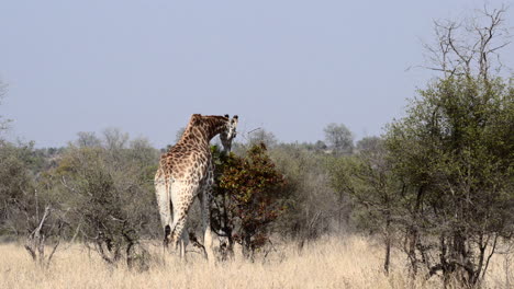 Giraffe-Frisst-Von-Einem-Strauch,-Zeitlupe