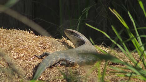 blue tongue lizard sitting on hay pile in the sun looking towards camera