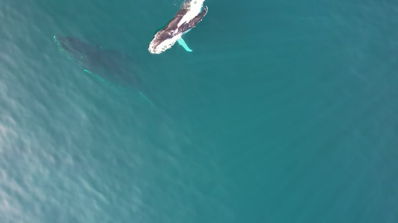 Humpback Whales Mother And Calf Swimming In Blue Ocean - Aerial Top Down