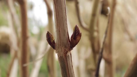 New-growth-on-the-Hydrangea-growing-in-a-garden-during-the-start-of-the-spring-season-in-Oakham-town-of-Rutland-county-in-England-in-the-UK