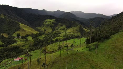 drone shot of wax palm trees in cocora valley with a mountain backdrop