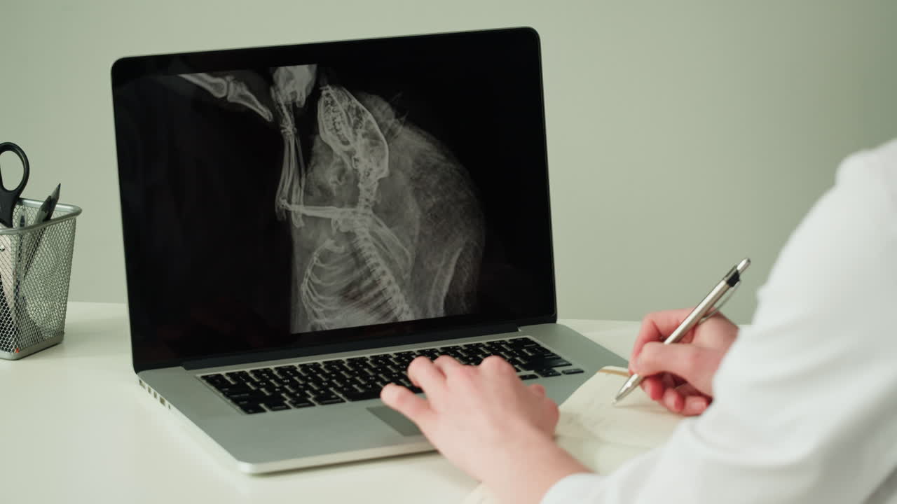 Doctor reviewing x-ray on laptop