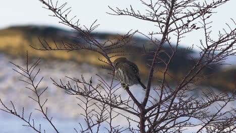 tiro medio de un búho chuncho, glaucidium nanum, plumas de limpieza encaramadas en un árbol, ubicado en el parque nacional torres del paine