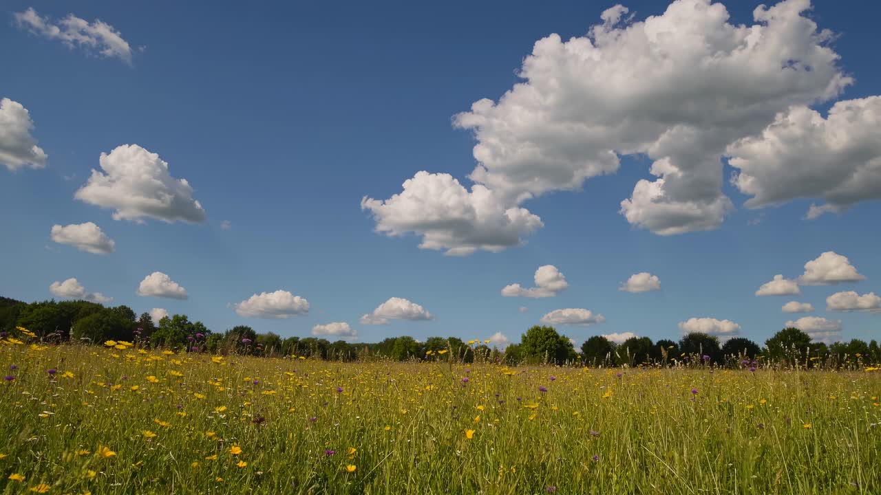 Wide-angle video shot of a vibrant meadow with wildflowers under a bright blue sky and fluffy