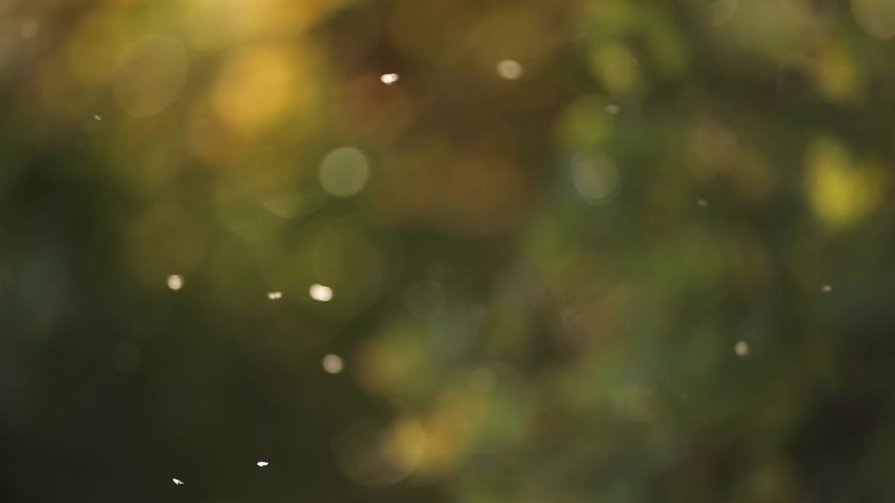 psicodélico movimiento volador mosca insecto borrosa bokeh