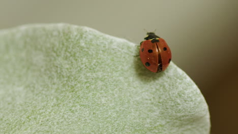 Macro-Enfoque-Estrecho-Primer-Plano-Mariquita-Roja-Camina-Sobre-Hojas-Suculentas