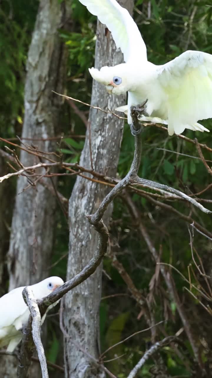 la cacatúa despega y vuela entre los árboles