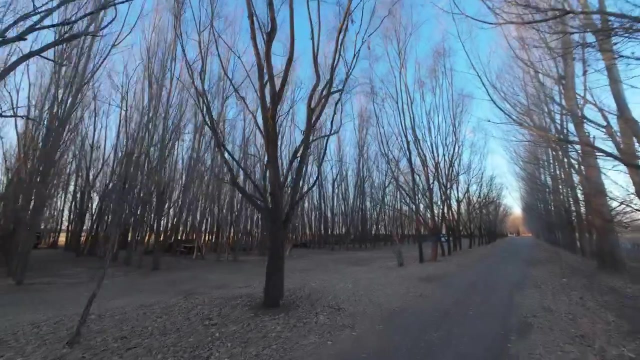 Spændende FPV droneudsigt, der fletter sig gennem nøgne, bladløse poppeltræer sent på efteråret ved Laberintos Carmona labyrinten i Malargue under en blå eftermiddagshimmel