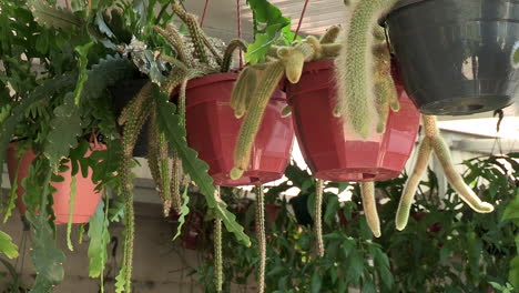 Töpfe-Mit-Kakteen,-Die-Drinnen-Hängen,-Kleiner-Innengarten