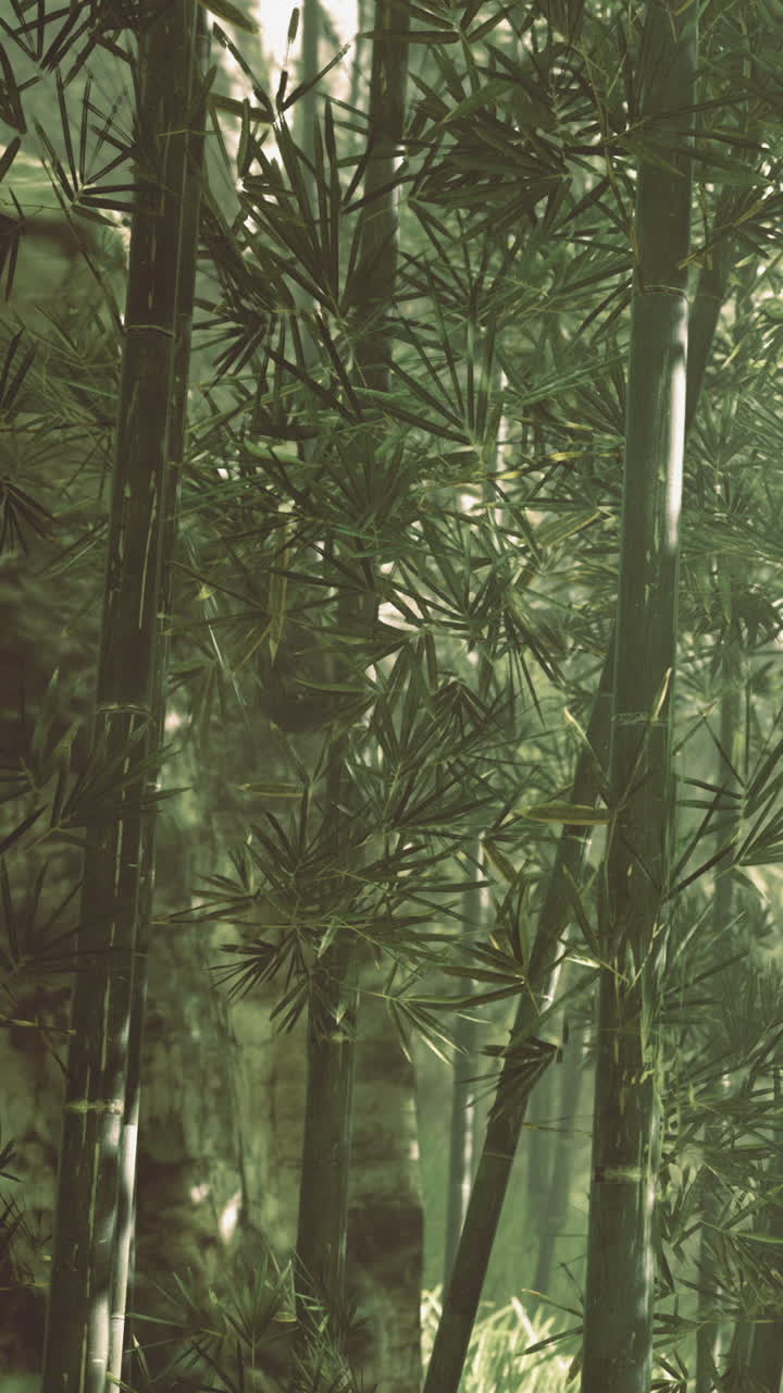 Foresta di bambù con la luce del sole che filtra tra le foglie al mattino presto.