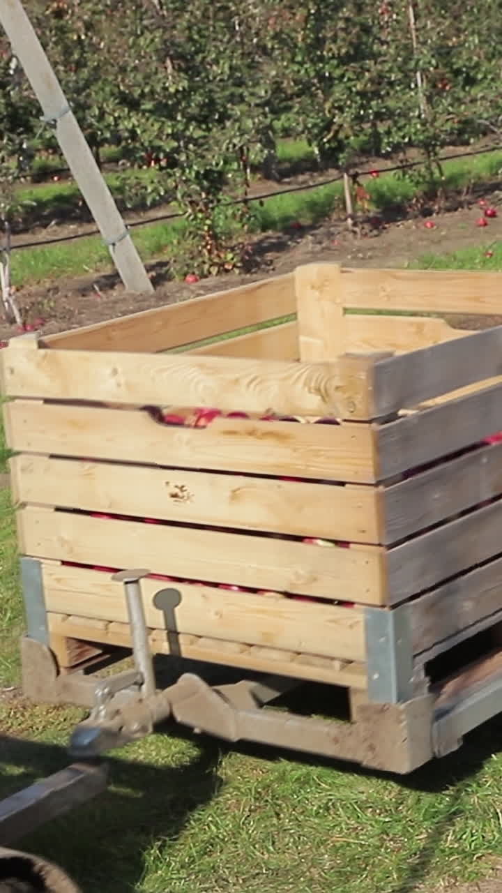 Tractor loaded up with bins of freshly picked apples as they move from the orchard to a packhouse. Apple harvest. Vertical video
