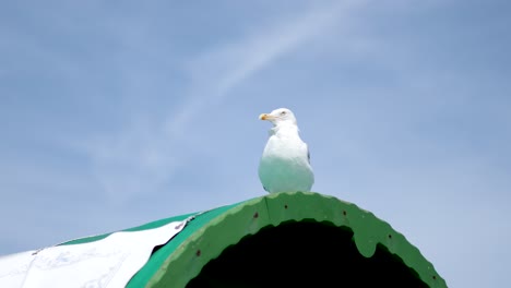 la gaviota se alza en un techo en brighton