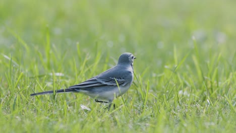 white wagtail searching for food flies in the