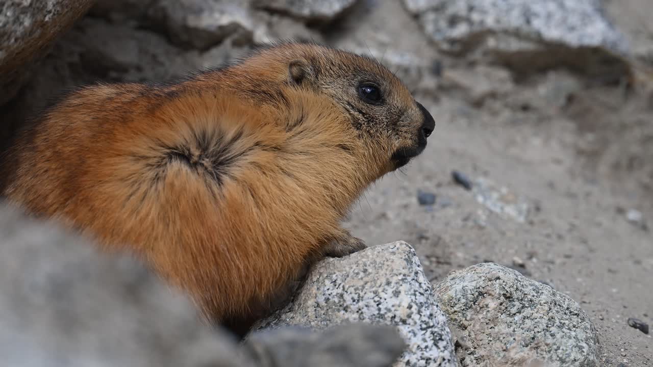 The long-tailed marmot  or golden marmot with burrow