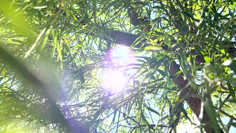 Hermosas-Hojas-Verdes-De-Un-árbol-Con-La-Luz-Del-Sol-Penetrando