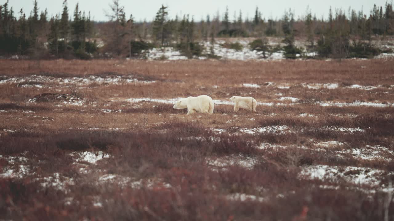 A polar bear mother and cub travel across the sub-arctic tundra near Churchill Manitoba in the autumn as they wait for the water of Hudson Bay to freeze