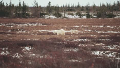 una madre oso polar y su cachorro viajan a través de la tundra subártica cerca de churchill manitoba en otoño mientras esperan que el agua de la bahía de hudson se congele.